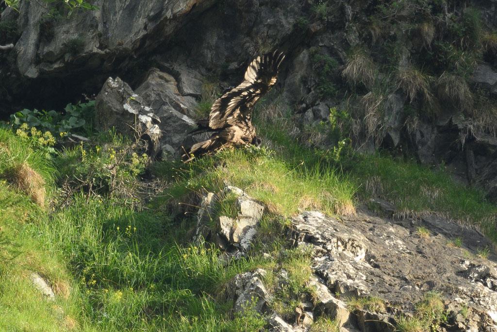 Emparis prend son envol - Gypaéton juillet 2019 - Ecrins-Malaval - photo David Chalaron