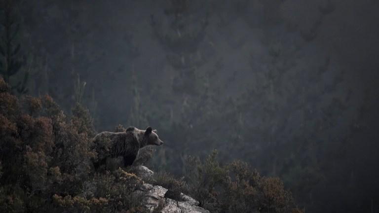 Ours - Vincent Munier
