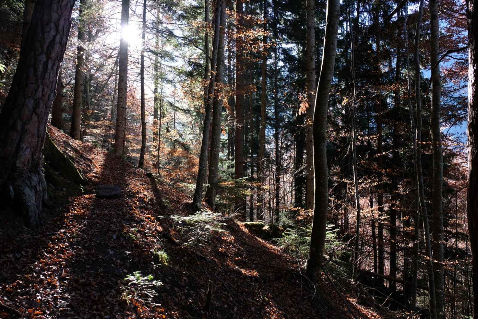 Forêt aux abords du sentier du Facteur - Valjouffrey - photo E.Icardo - Parc national des Écrins