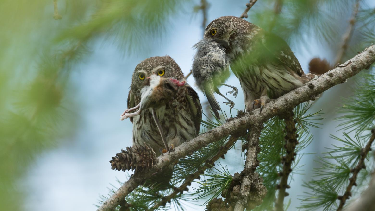 ce couple de Chevêchette d'Europe multiplie les ravitaillements en proies, Mulot indéterminé Apodemus sp (à gauche) et Mésange noire Periparus ater (à droite). Laye 20 Juin 2019 © Florian Girardin. 