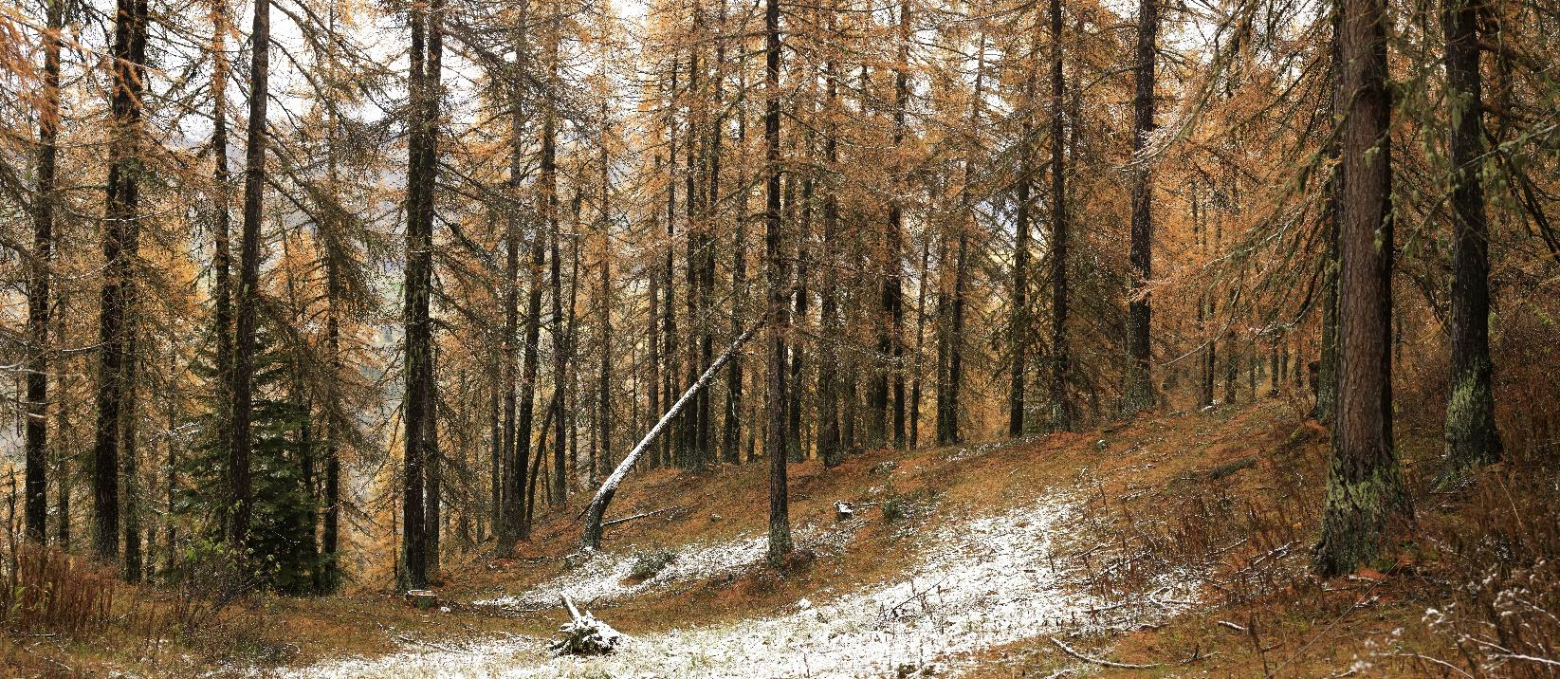 Site de nidification en pré-bois de mélèze après la saison de pâturage, Orcières 06 Novembre 2019 © Marc Corail. Parc national des Écrins