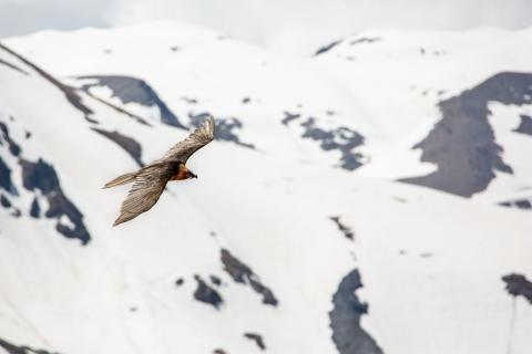 Gypaète dans les Ecrins - trio de Malaval - mai 2018 © T.Maillet - Parc national des Écrins