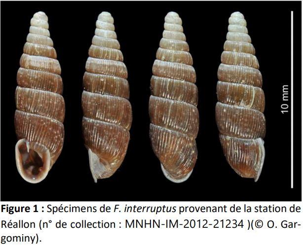  Spécimens de F. interruptus provenant de la station de Réallon (n° de collection : MNHN-IM-2012-21234 )(© O. Gargominy). 