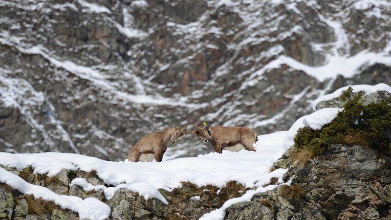 Bouquetins en hiver - photo R.Papet- Parc national des Ecrins
