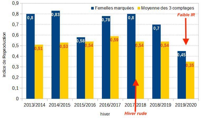 Comparaison de l’Indice de Reproduction des femelles « marquées » avec l’IR des femelles obtenu lors des comptages (population Champsaur)