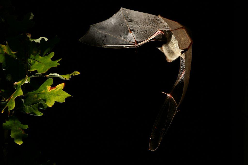 Grand murin - photo David Aupermann