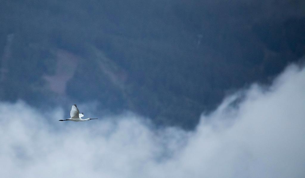 Spatule blanche à Serre-Ponçon (05), 12 mai 2020 - Observation et photo  Leny Laurenti et Henri Ripert
