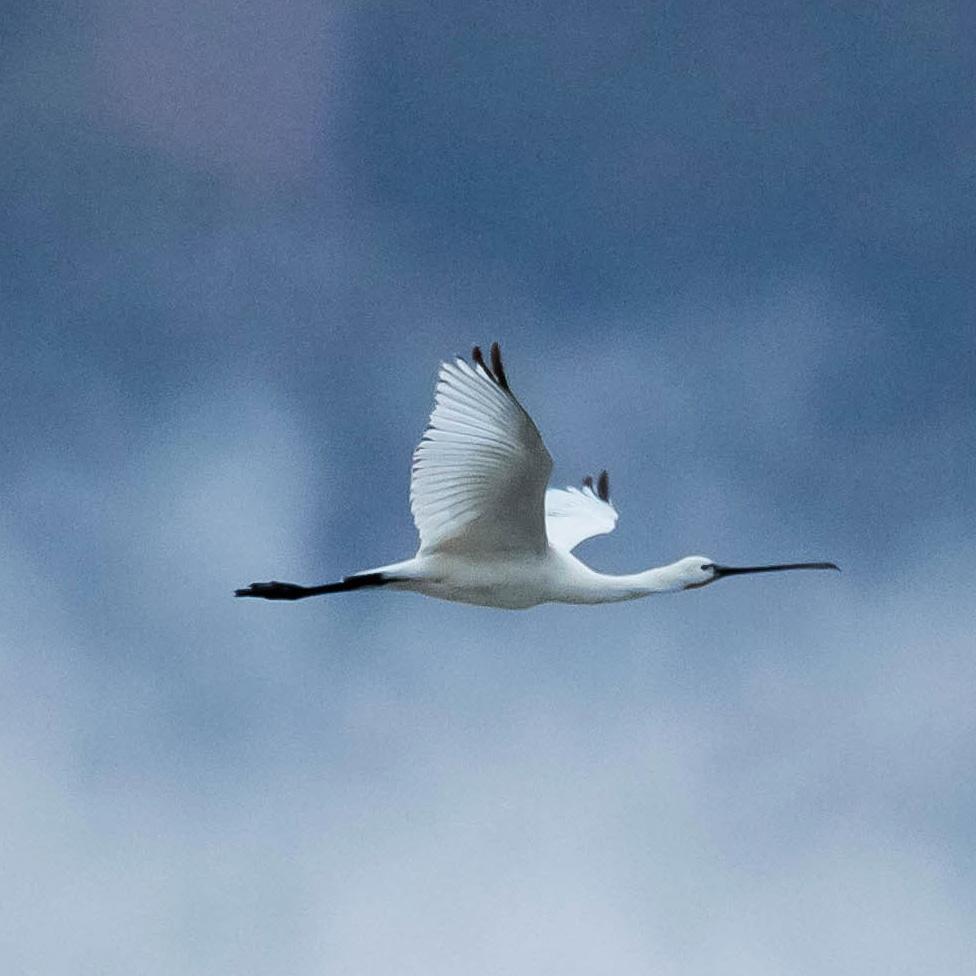Spatule blanche à Serre-Ponçon (05), 12 mai 2020 - Observation et photo  Leny Laurenti et Henri Ripert