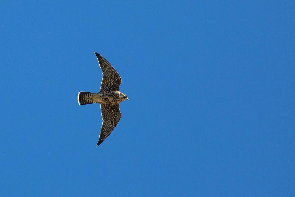 Faucon pelerin en vol - Photo P.Saulay - Parc national des Ecrins