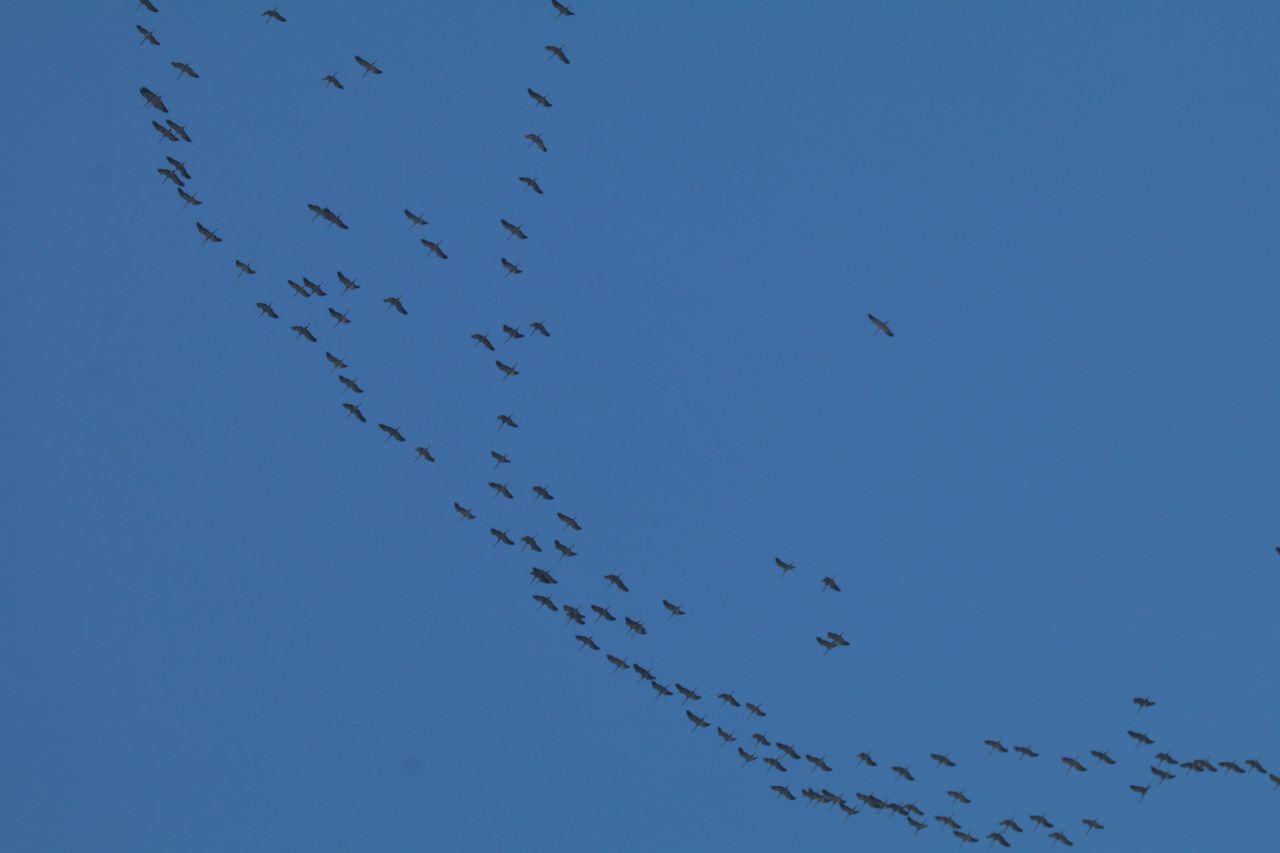 Vol de grues cendrées dans l'Embrunais- © L. Ripert