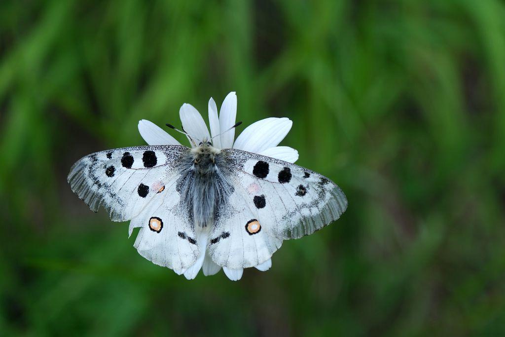 Papillon apollon - © D. Vincent - PNE