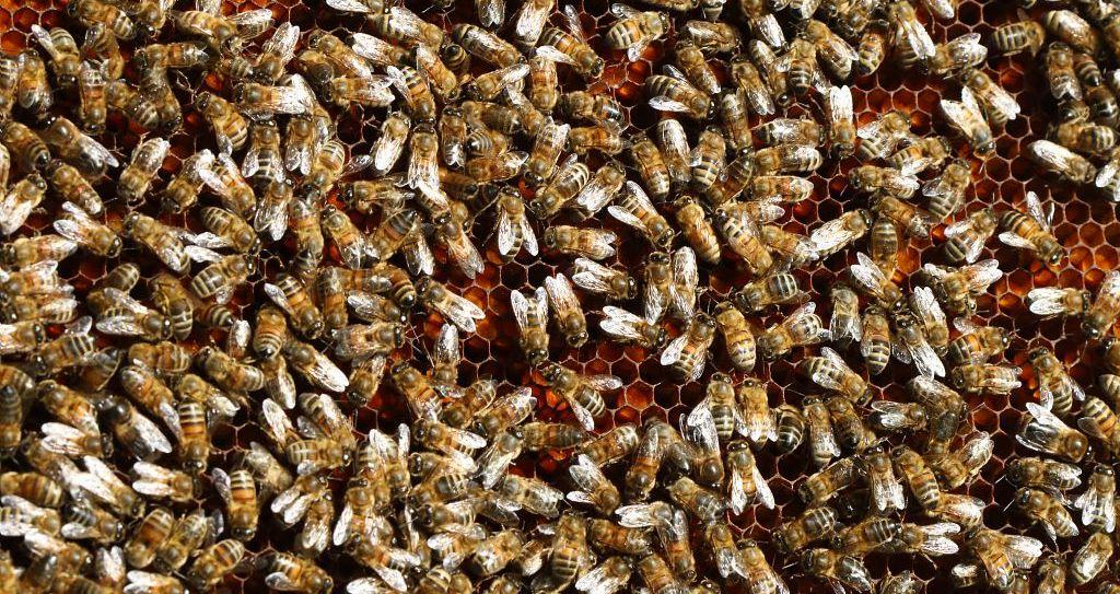 Les abeilles de Jean-Jacques Daubert - © M. Bouvier - PNE