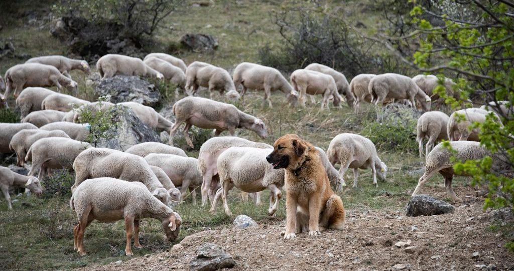 Formation "chiens de protection" avec l'Institut de l'élevage. Visite sur l'exploitation de Vincent Belot à L'Argentière-la-Bessée - © M. Coulon - PNE