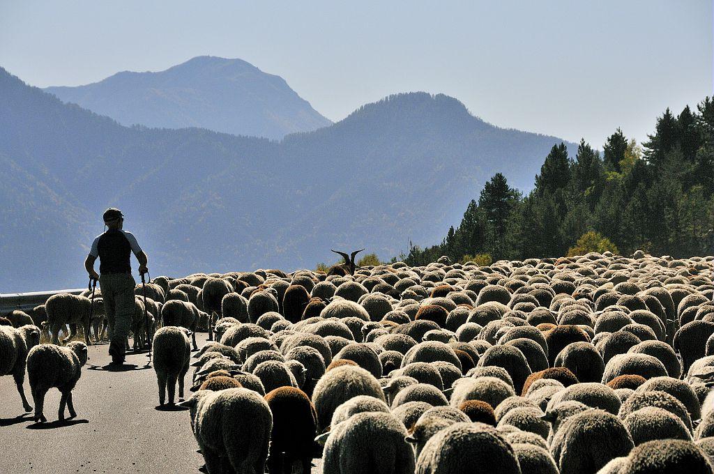 Transhumance de brebis de passage à Réallon - © M. Coulon - PNE