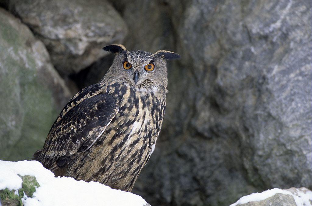 Hibou grand-duc © R. Chevalier - PNE