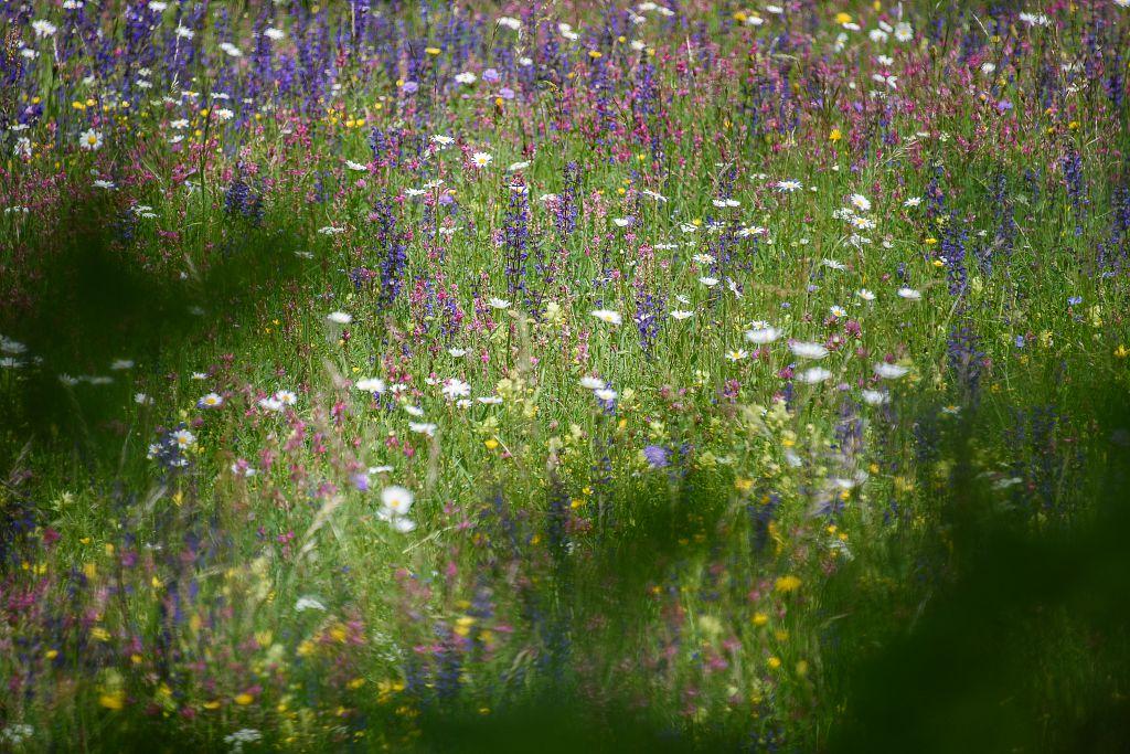 Prairie fleurie à Réallon © M. Coulon - PNE