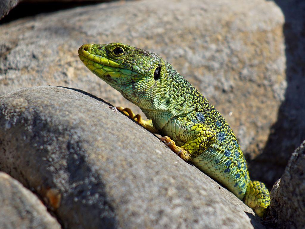 Lézard ocellé © Y. Bunz - PNE