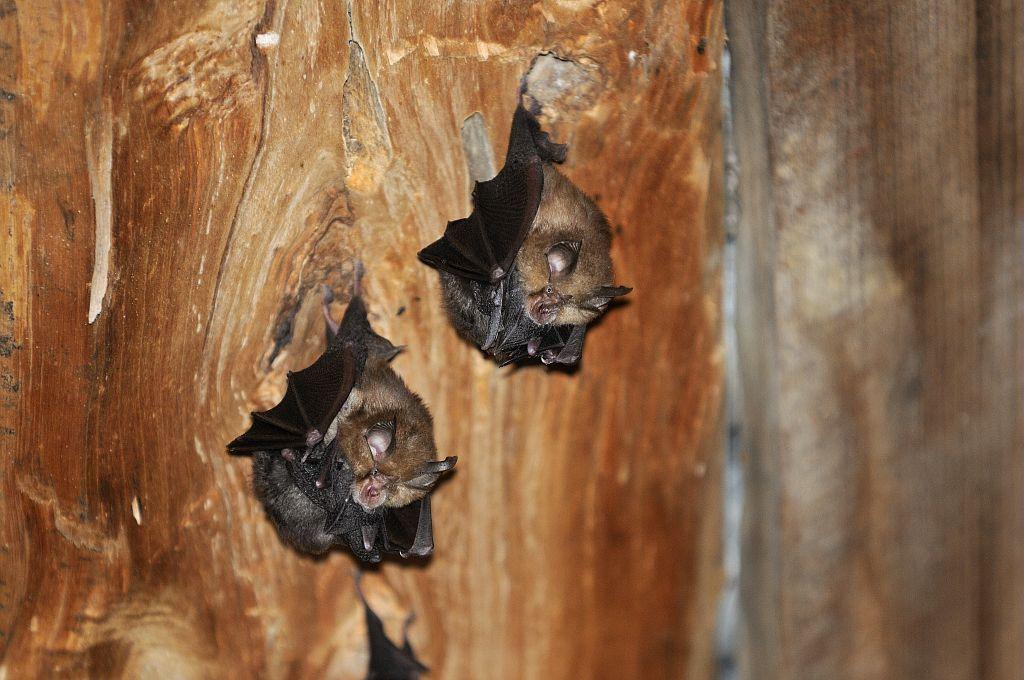 Petit rhinolophe - femelles et leur jeune © M. Coulon - PNE Petit rhinolophe - femelles et leur jeune © M. Coulon - PNE