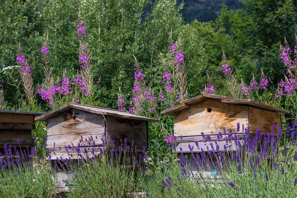 Les ruches de la Miellerie de Serre-Chevalier © B. Bodin - PNE