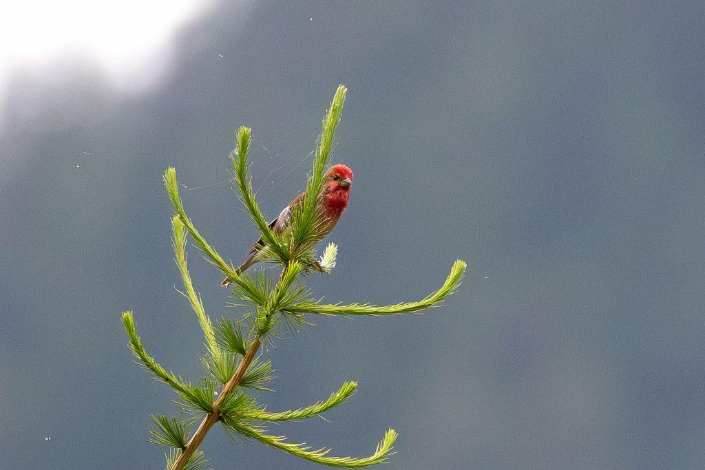 Roselin cramoisi - Carpodacus erythrinus © Pascal Saulay - PNE Carpodacus erythrinus