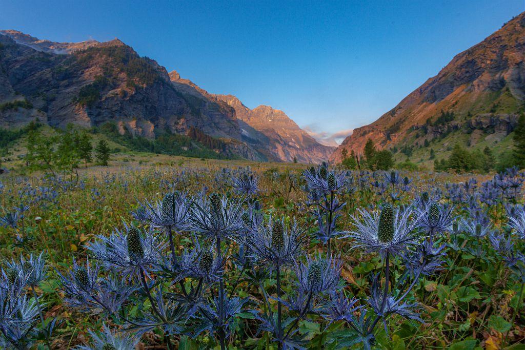 Reines des Alpes dans le vallon du Fournel © B. Bodin - PNE
