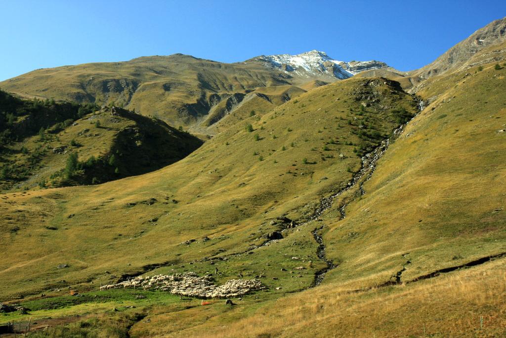 Troupeau au saut du Laire © M. Corail - PNE