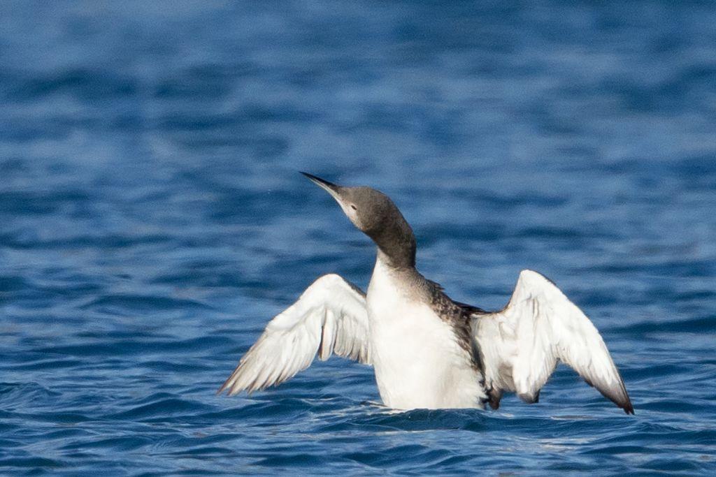 Plongeon arctique observé en février 2017 sur le lac de Serre-Ponçon © P. Saulay - PNE