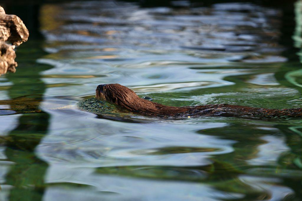 Loutre photographiée dans les Alpes-Maritimes © T. Maillet - PNE