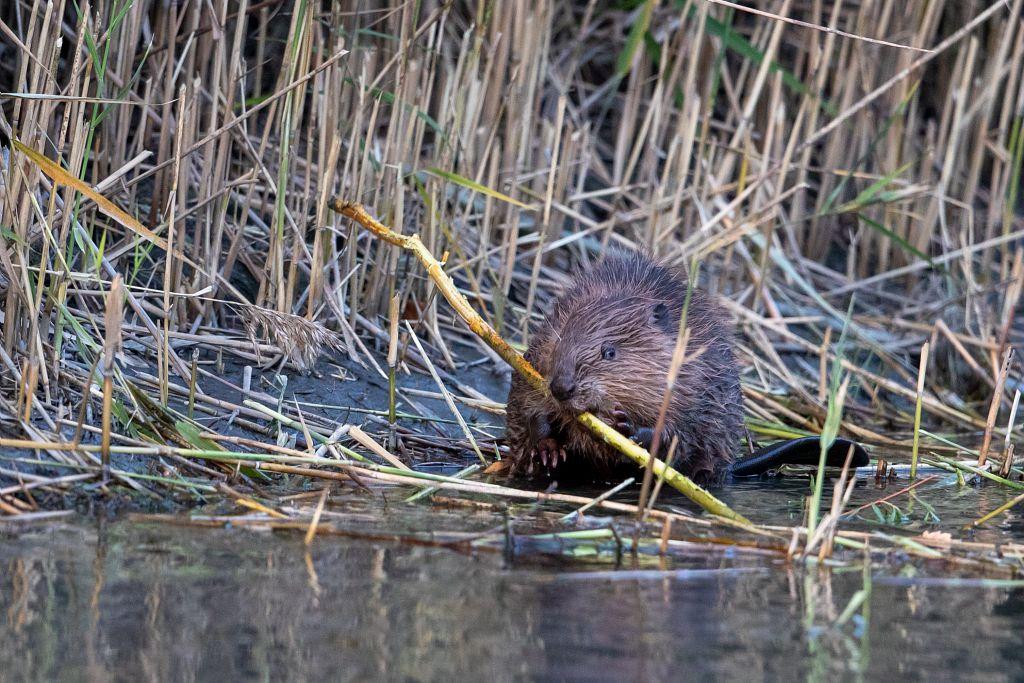 Castor sur la Durance © P. Saulay - PNE