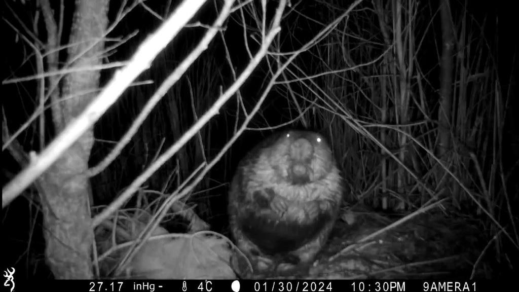 Premières images du castor sur le Drac (piège photo) © E. Dupuis