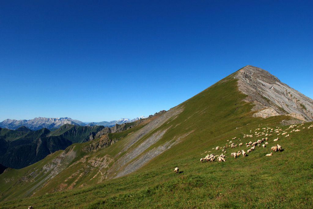 Troupeau sur la crête des Chétives © B. Nicollet - PNE