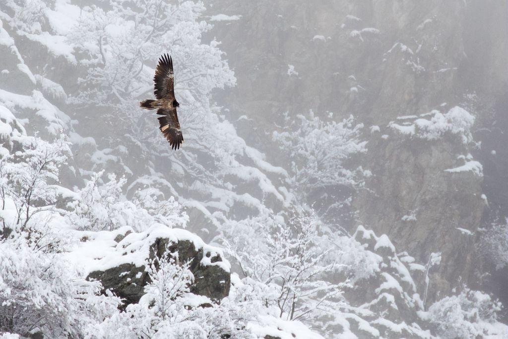 Le gypaète Simay photographié dans le Valgaudemar © Pascal Saulay - PNE