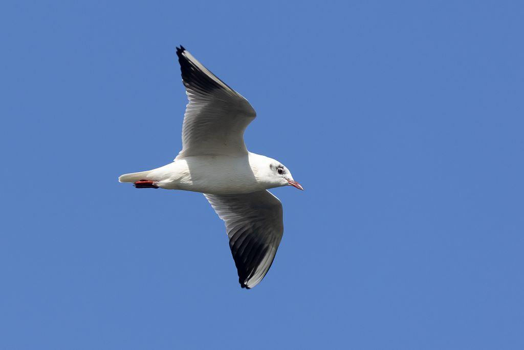 Mouette rieuse © Pascal Saulay - CC BY NC ND