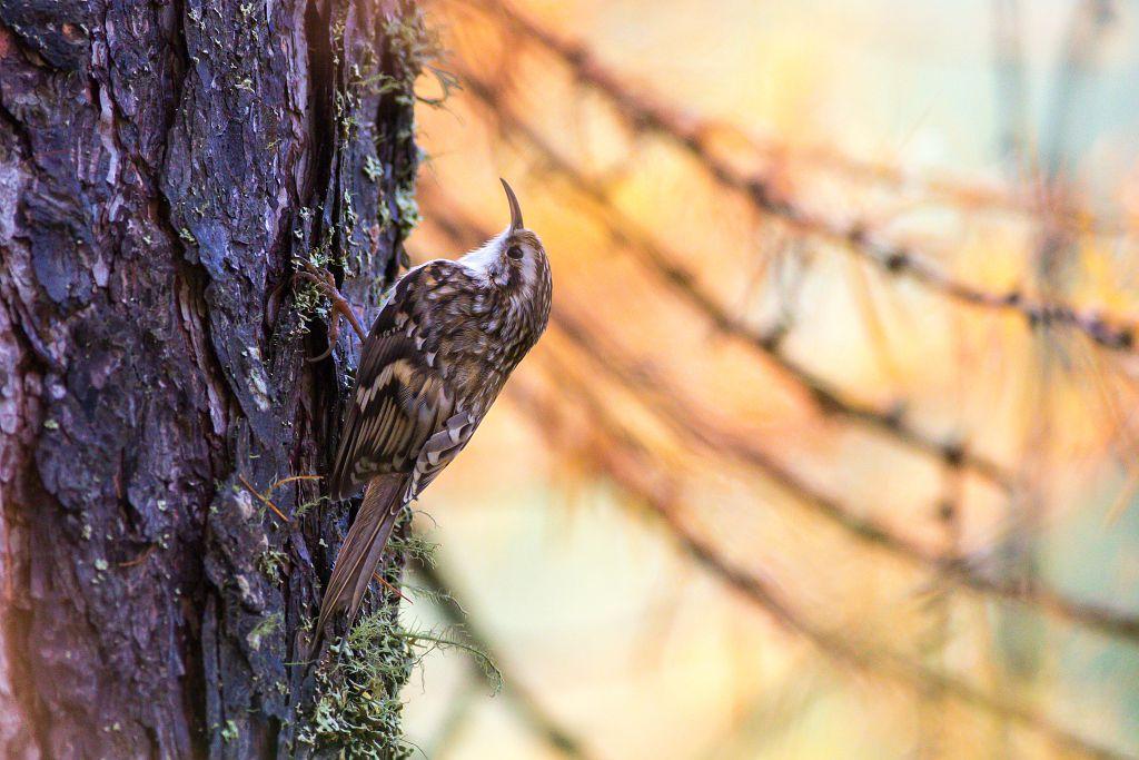 Grimpereau des bois © Pascal Saulay - CC BY NC ND