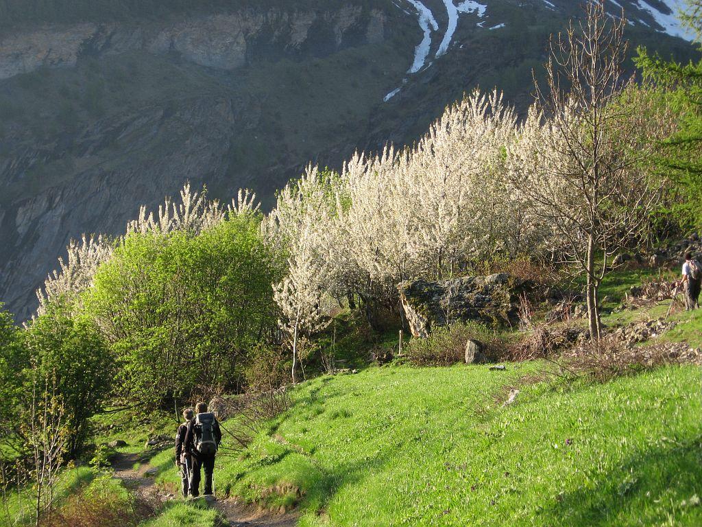 Sentier de Dormillouse au printemps © Thierry Maillet - PNE
