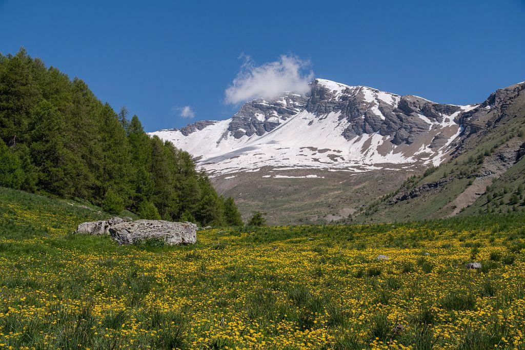 Champ de pissenlit dans la vallée du Couleau © Mireille Coulon - PNE
