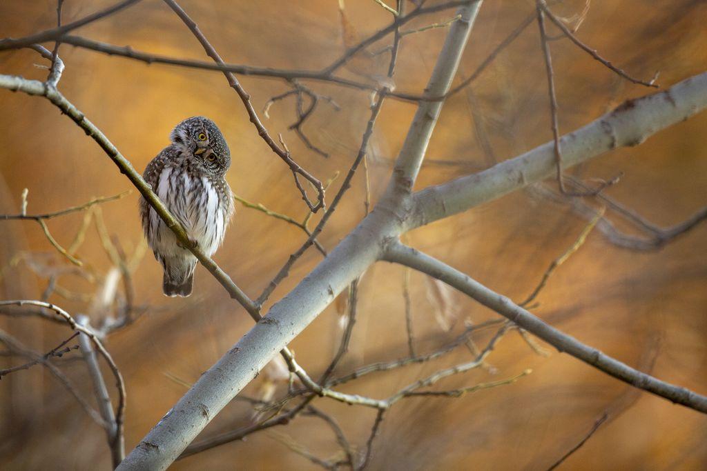 Chevêchette dans les saules © Marc Corail - PNE