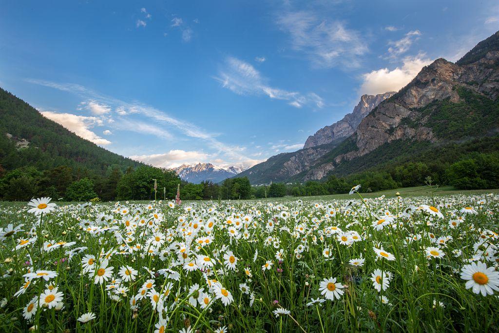 Prairie fleurie © Thierry Maillet - PNE