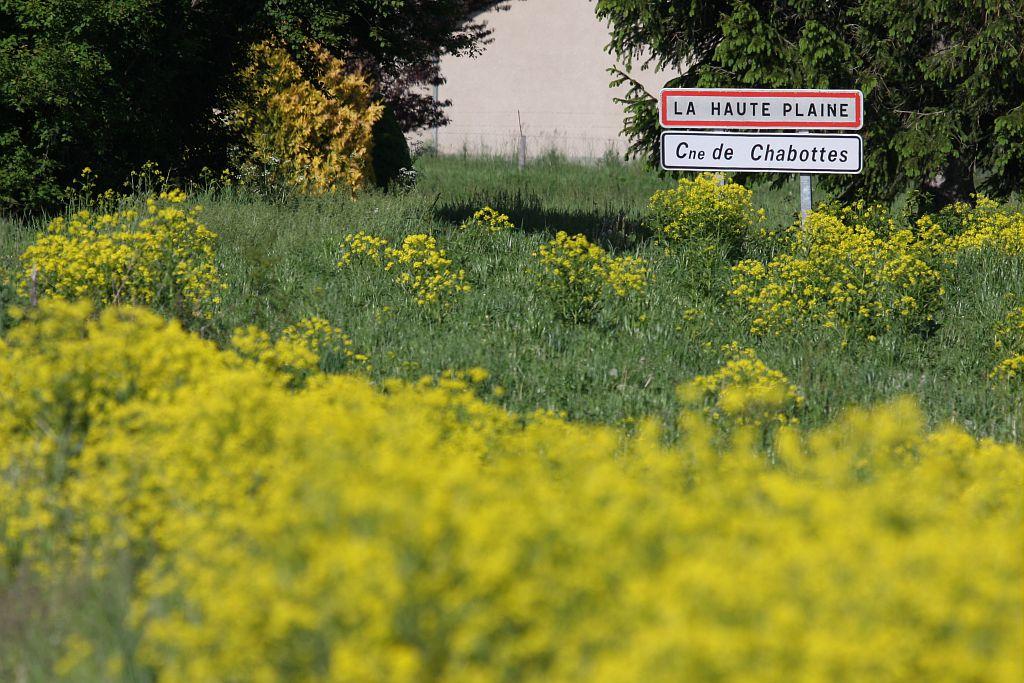 Bunias d'Orient à Chabottes © Marc Corail - PNE