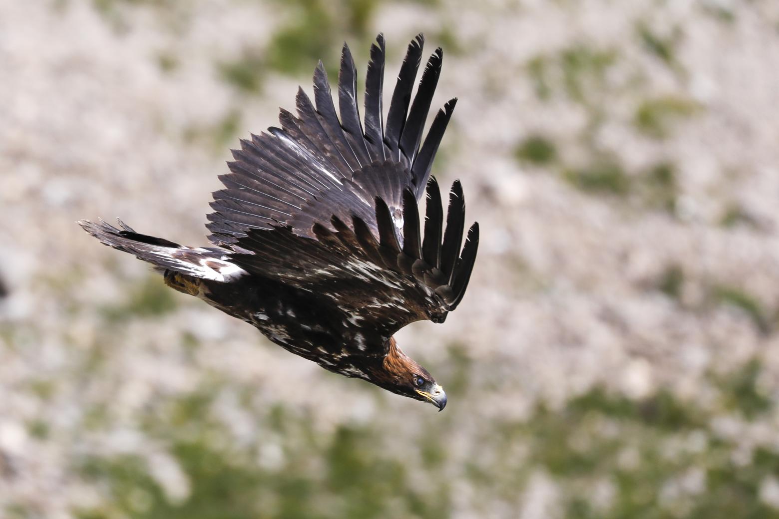 Aigle royal © Pascal Saulay - PNE