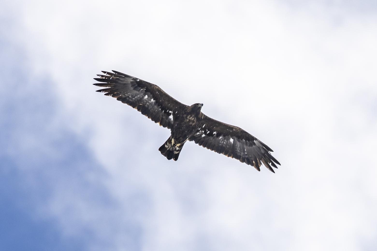 Aigle royal © Pascal Saulay - PNE