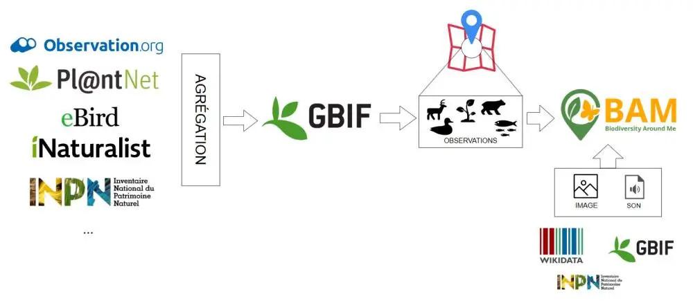 BAM - Architecture des données