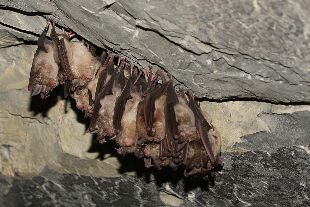 Minioptère de Schreiber caché parmi les grands rhinolophes © Marc Corail - PNE