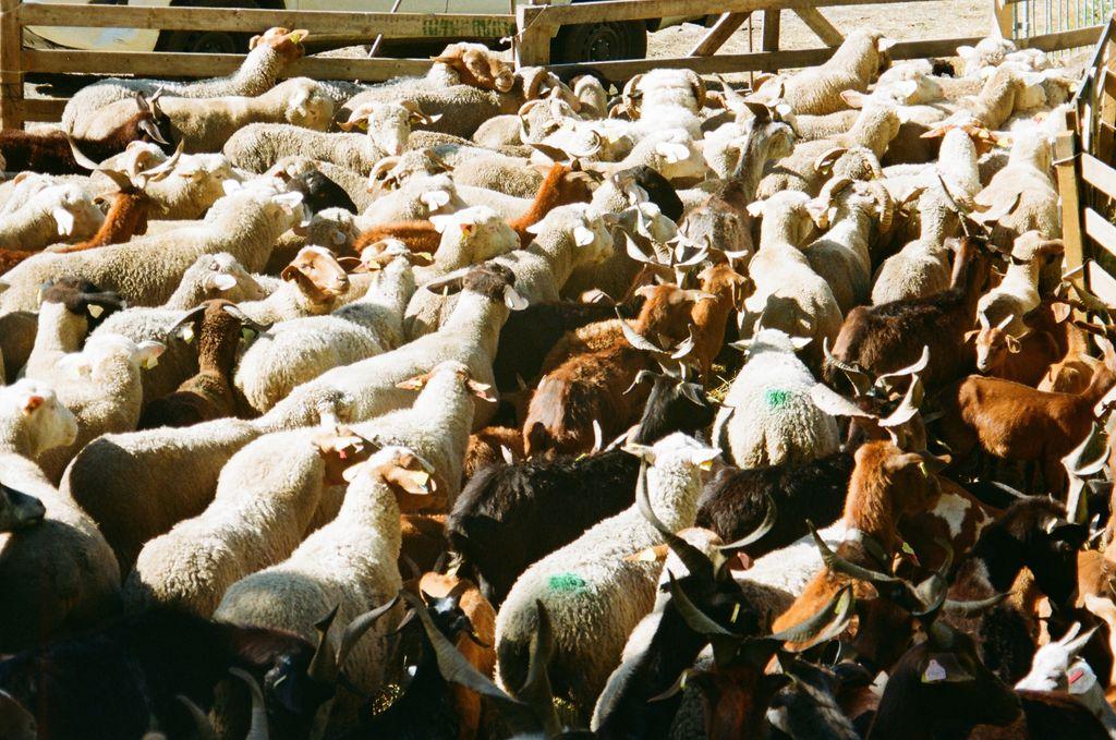 Troupeau de chèvres et moutons en alpage