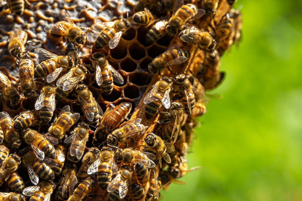 Abeilles dans leur riche