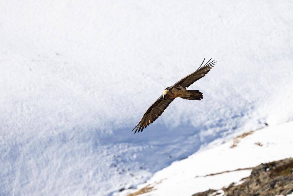 Oiseau volant dans le ciel
