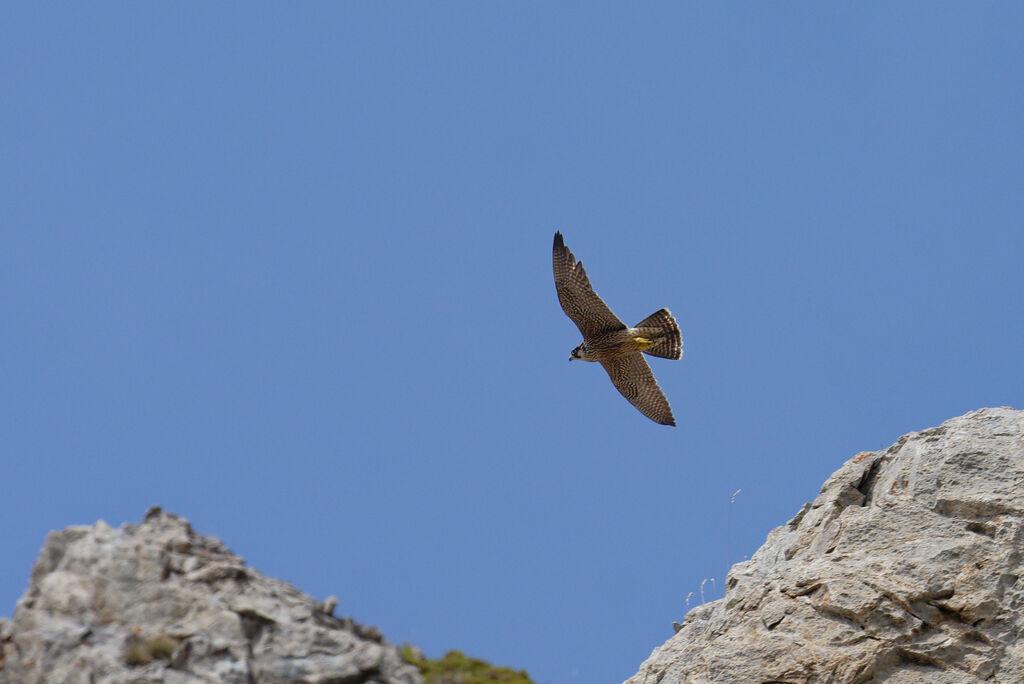 Rapace en vol devant une falaise