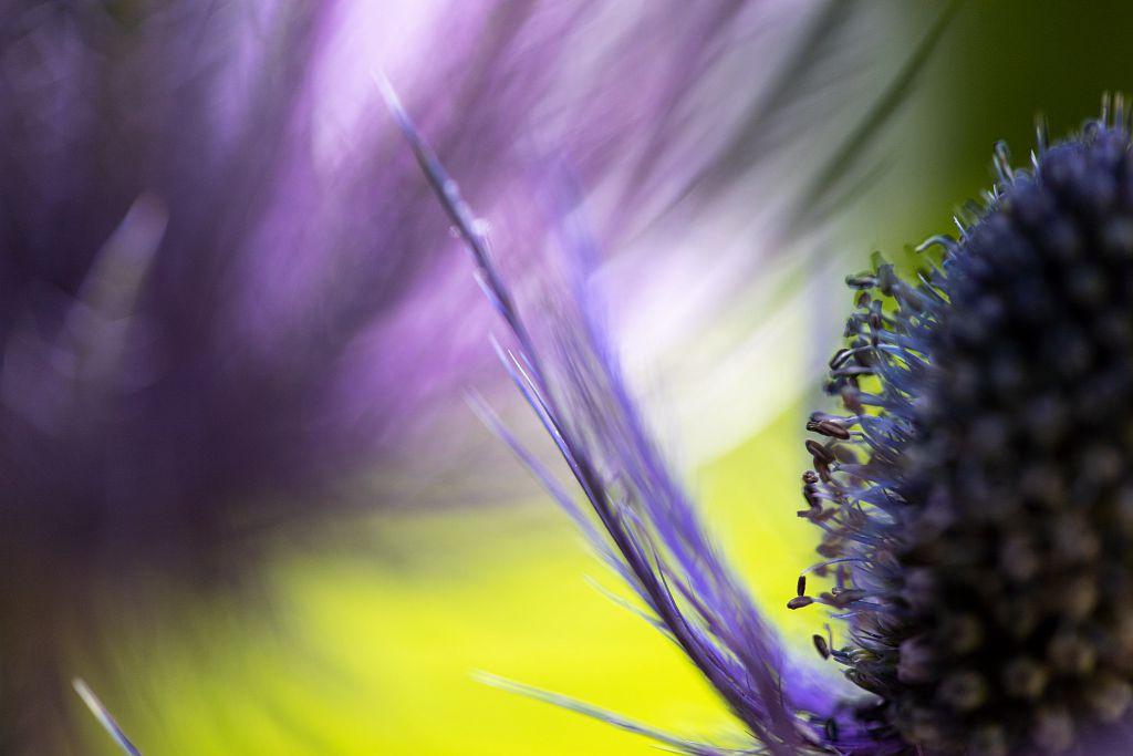 Une fleur vue de près