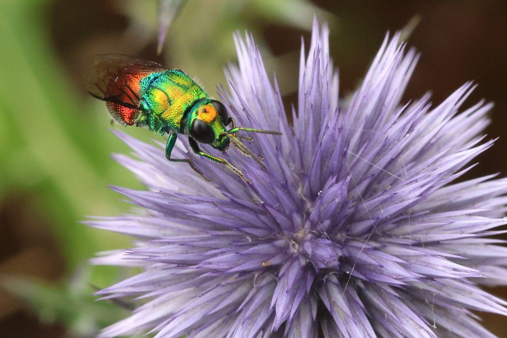 Un insecte sur une fleur