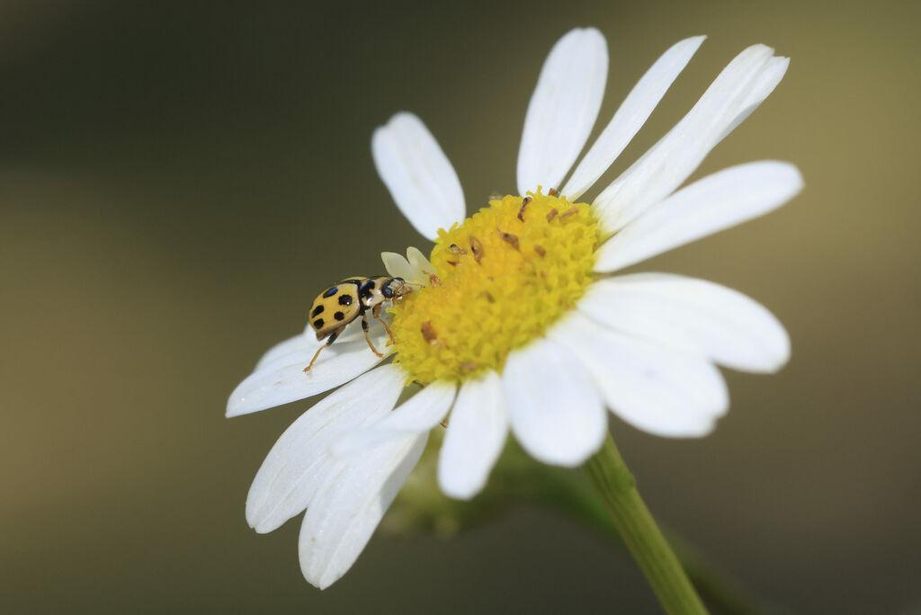 Un insecte sur une fleur